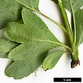 SpeciesSub: 'Paul's Scarlet' (C.laevigata × C.monogyna)